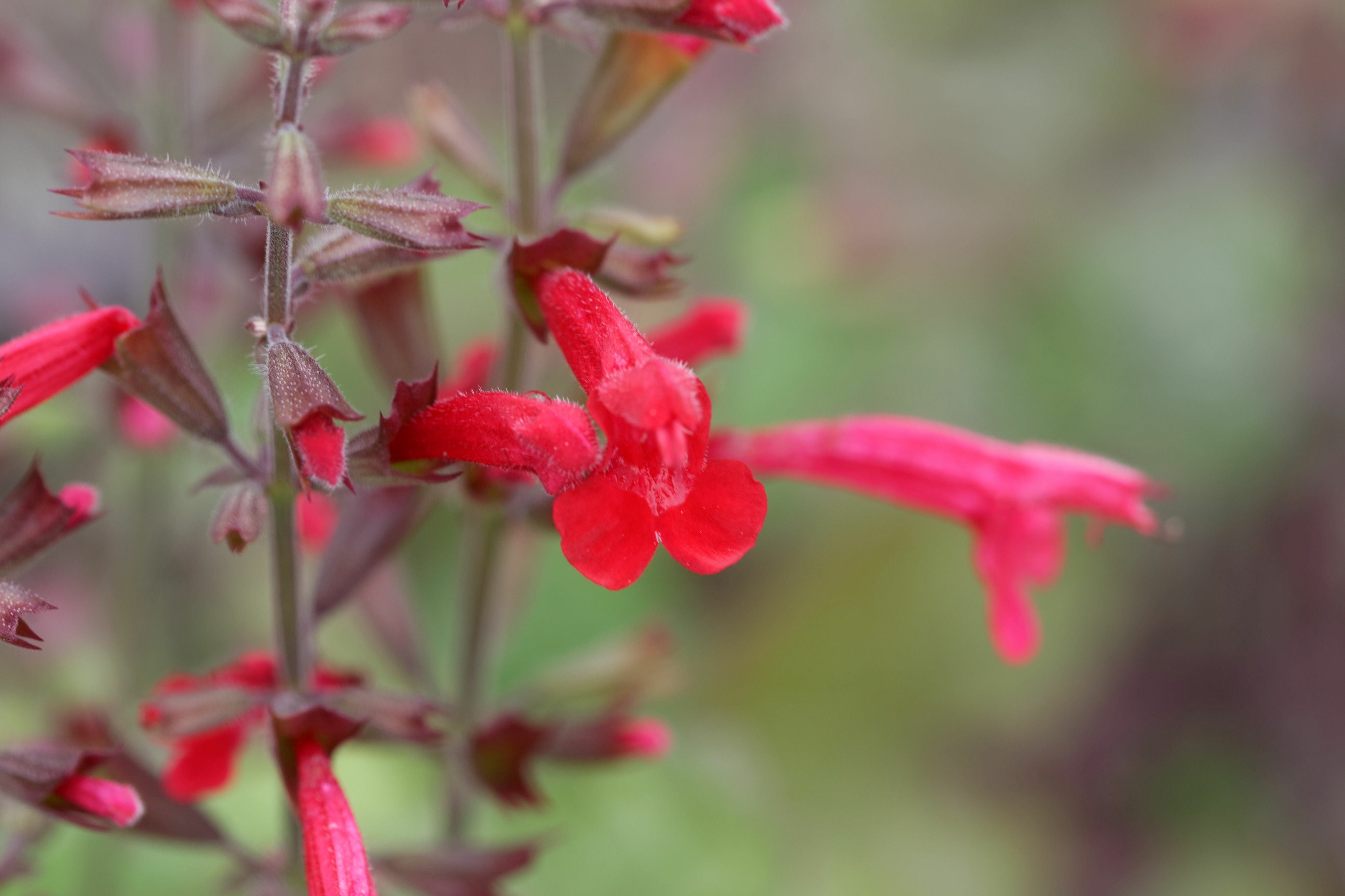Salvia roemeriana