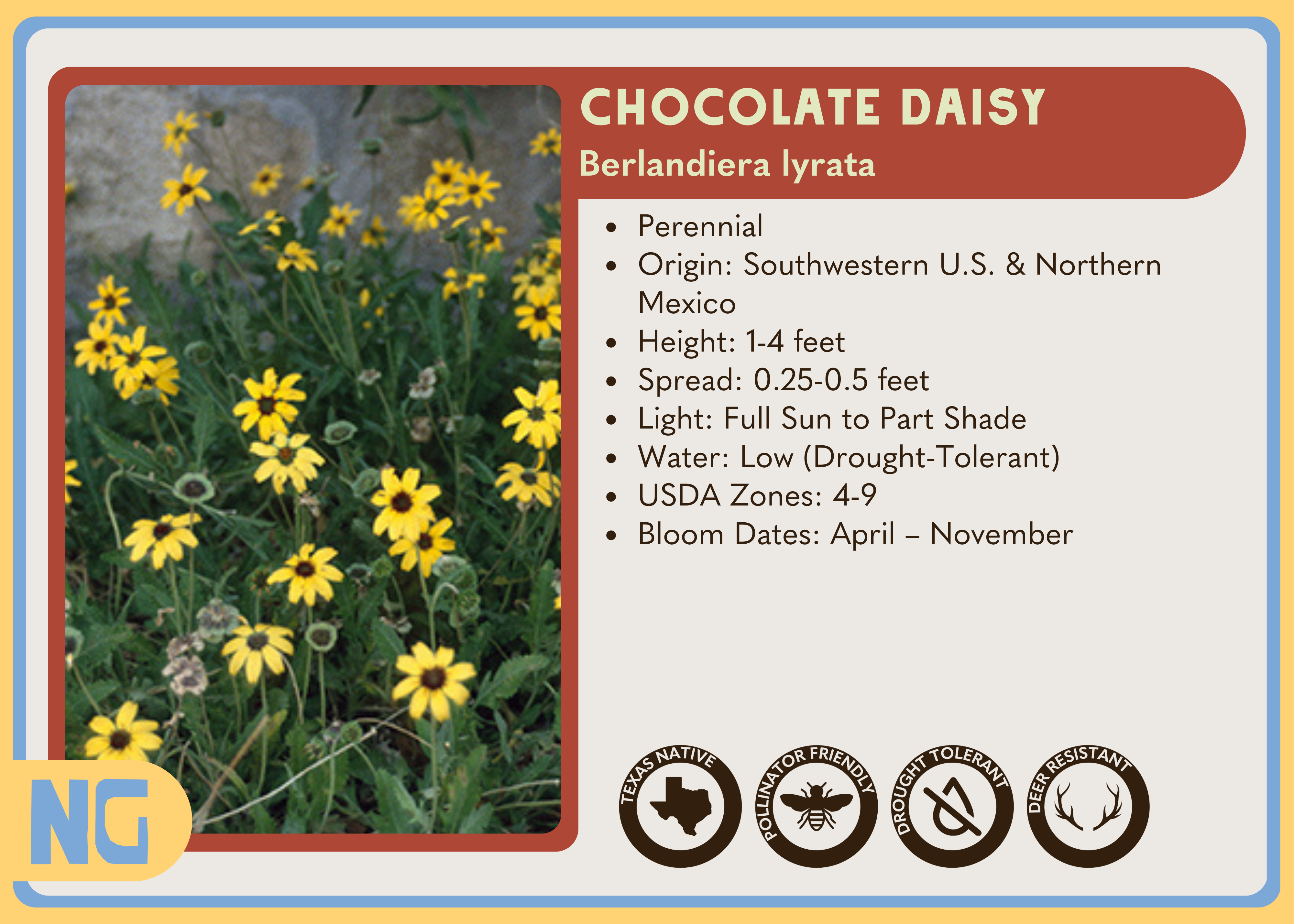 chocolate flower seeds Chocolate daisy