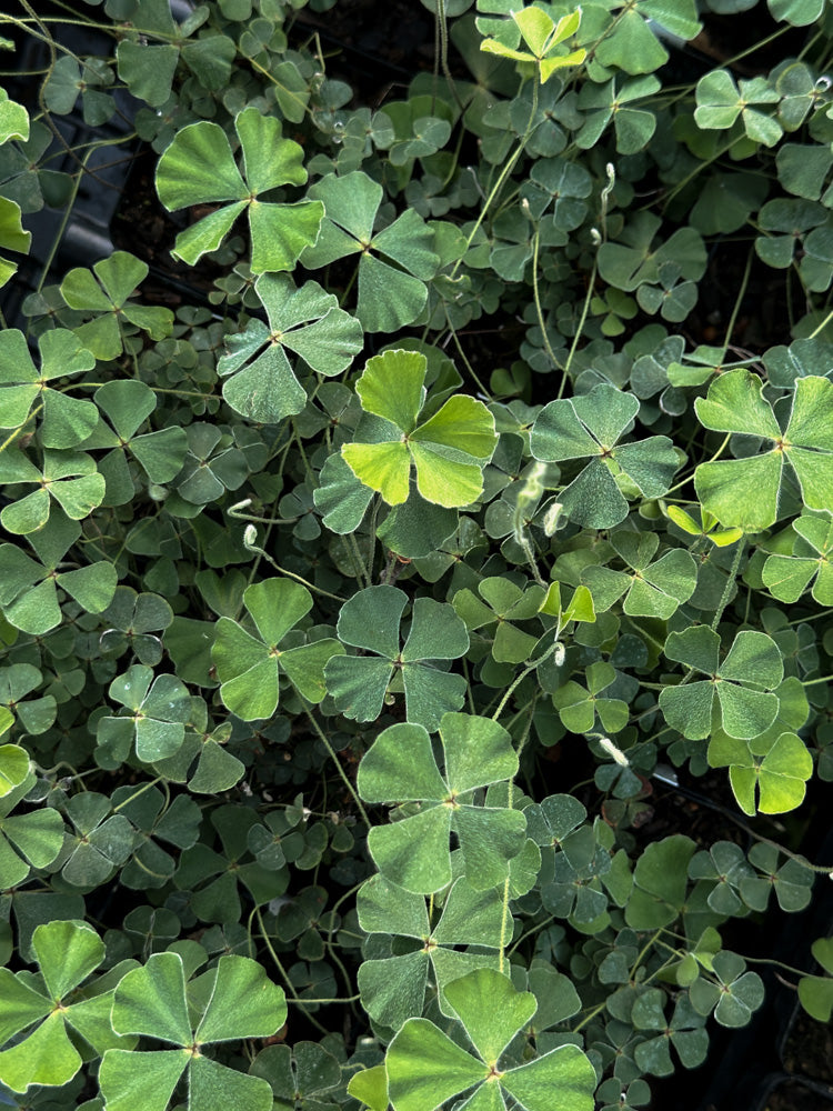 clover fern