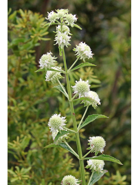 Clustered bushmint