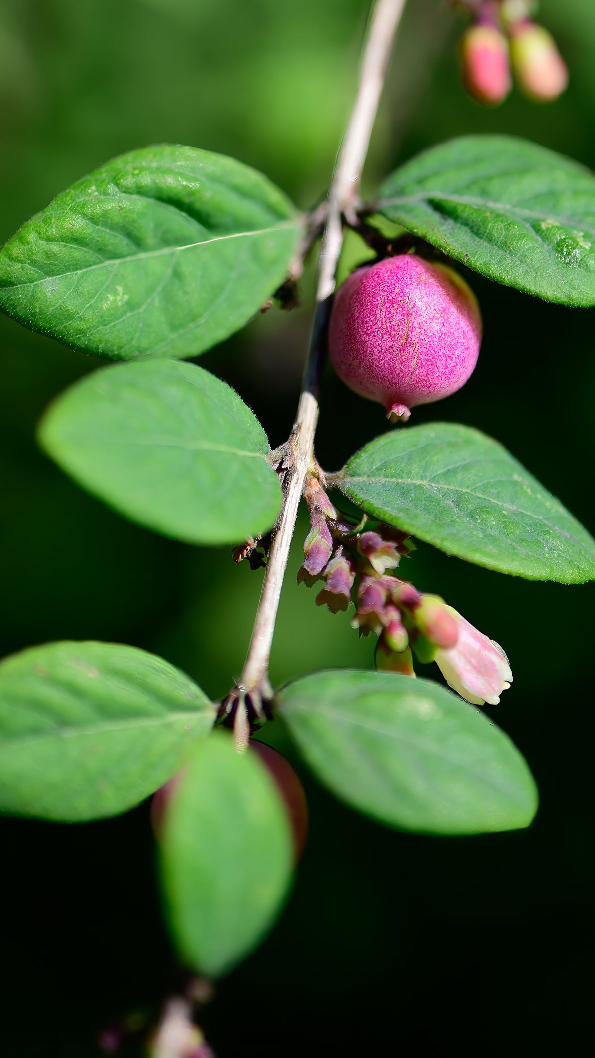 Coralberry – Nativo Gardens