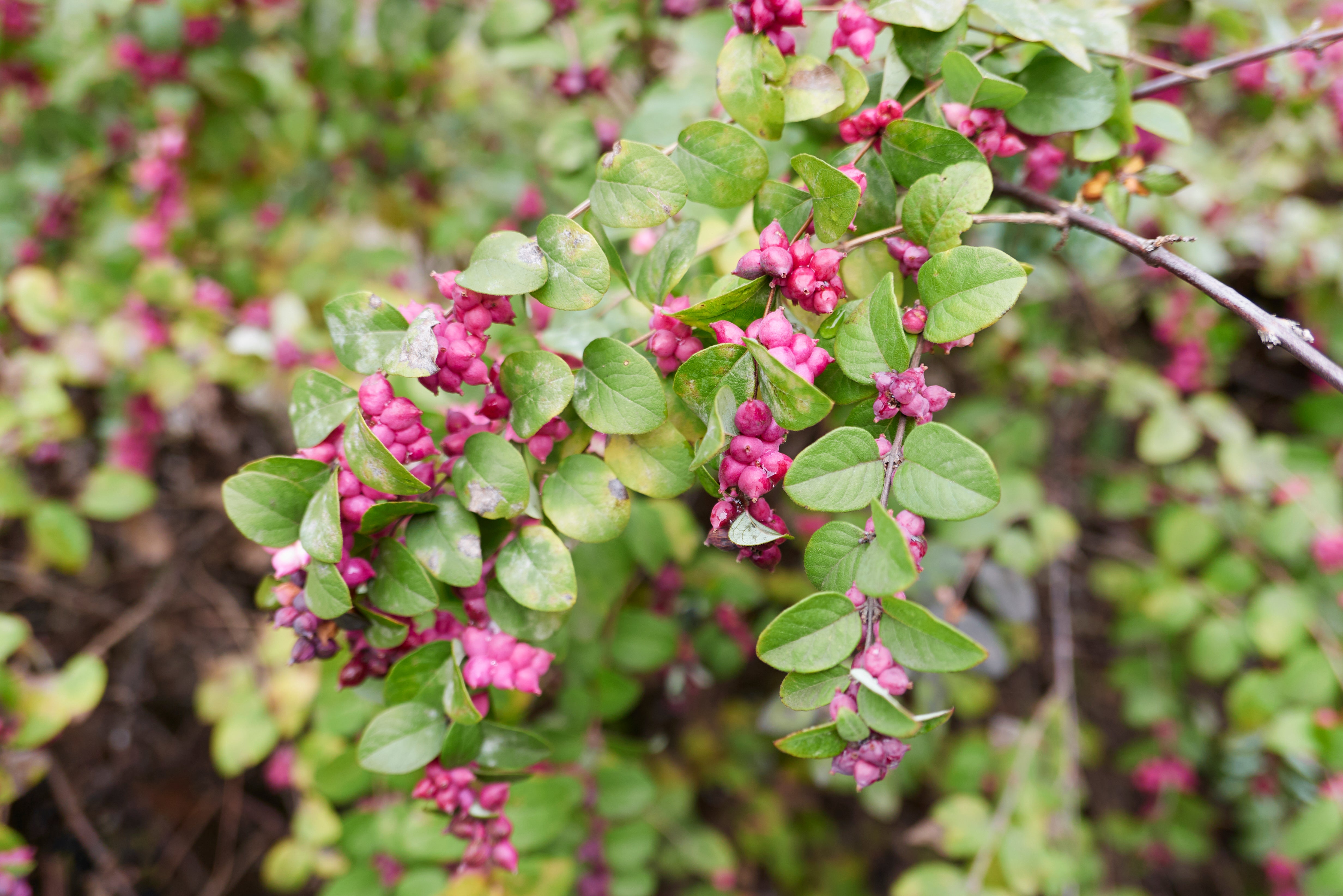 corabi plant Coralberry