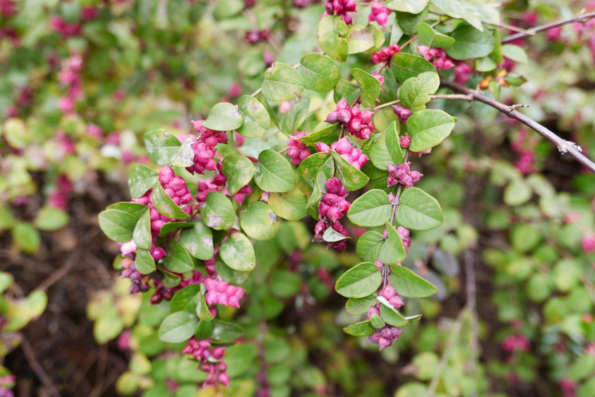 Coralberry – Nativo Gardens