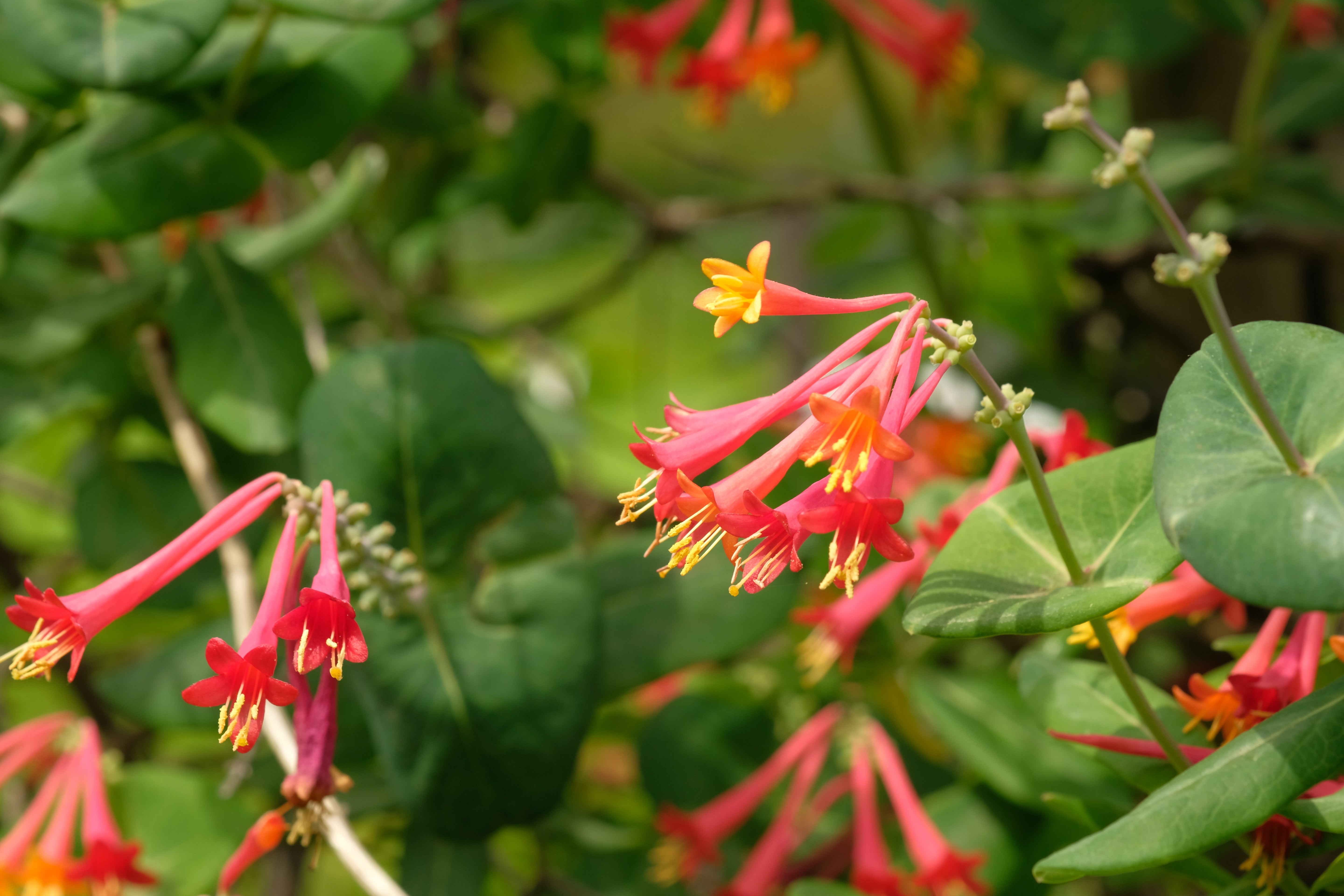 coral honeysuckle