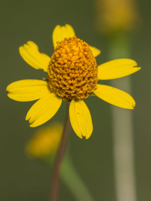 Creeping spotflower