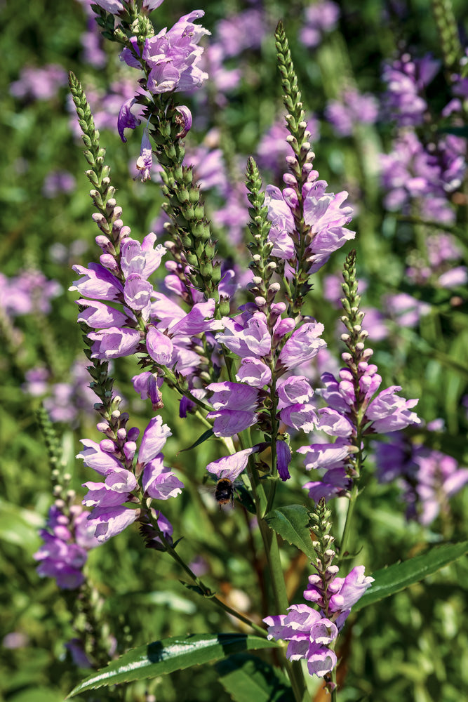 lavender obedient plant Fall Obedient Plant 'White' 4 inch