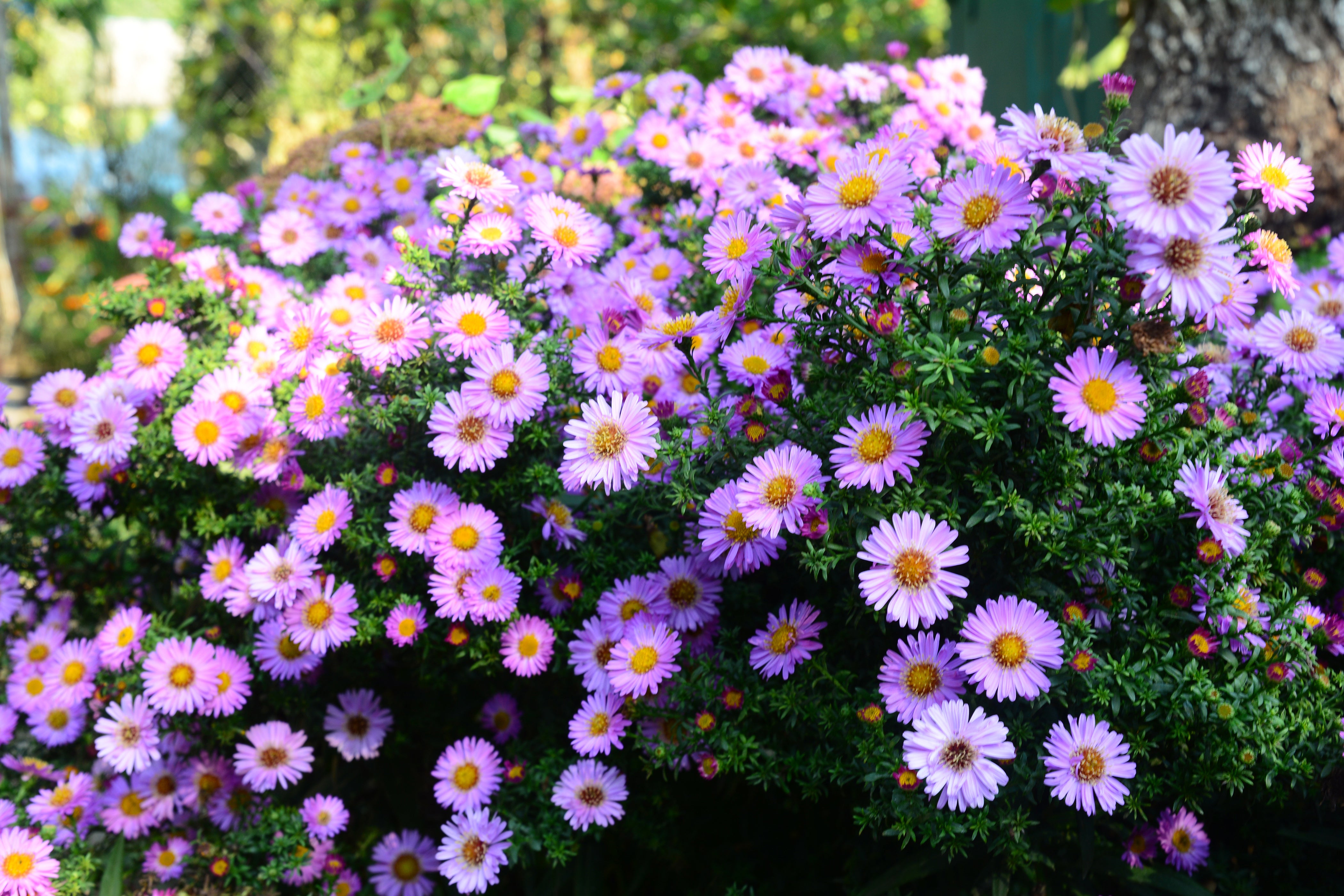 Fall Aster