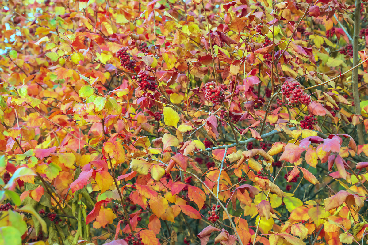Fragrant Sumac – Nativo Gardens
