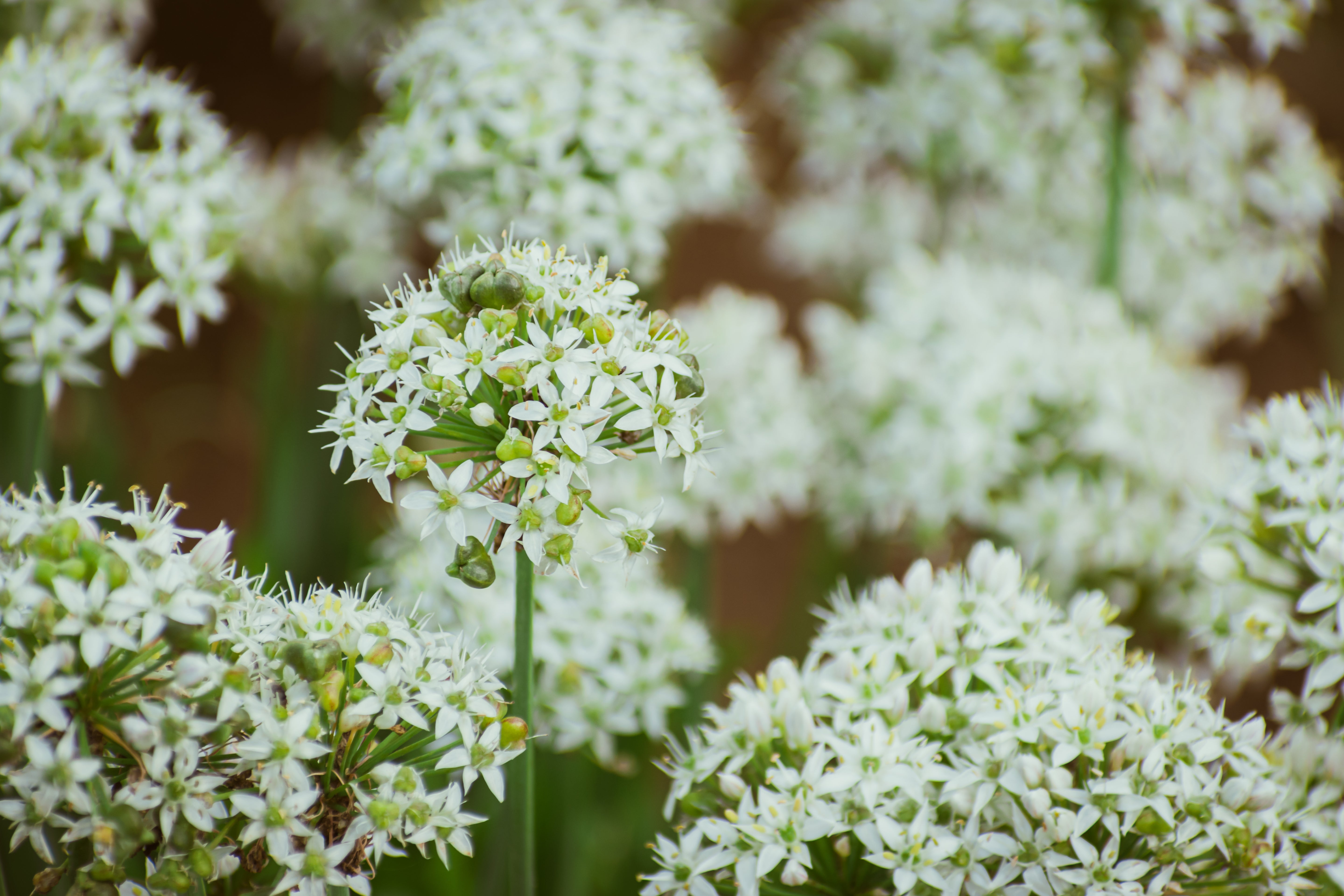 Allium tuberosum