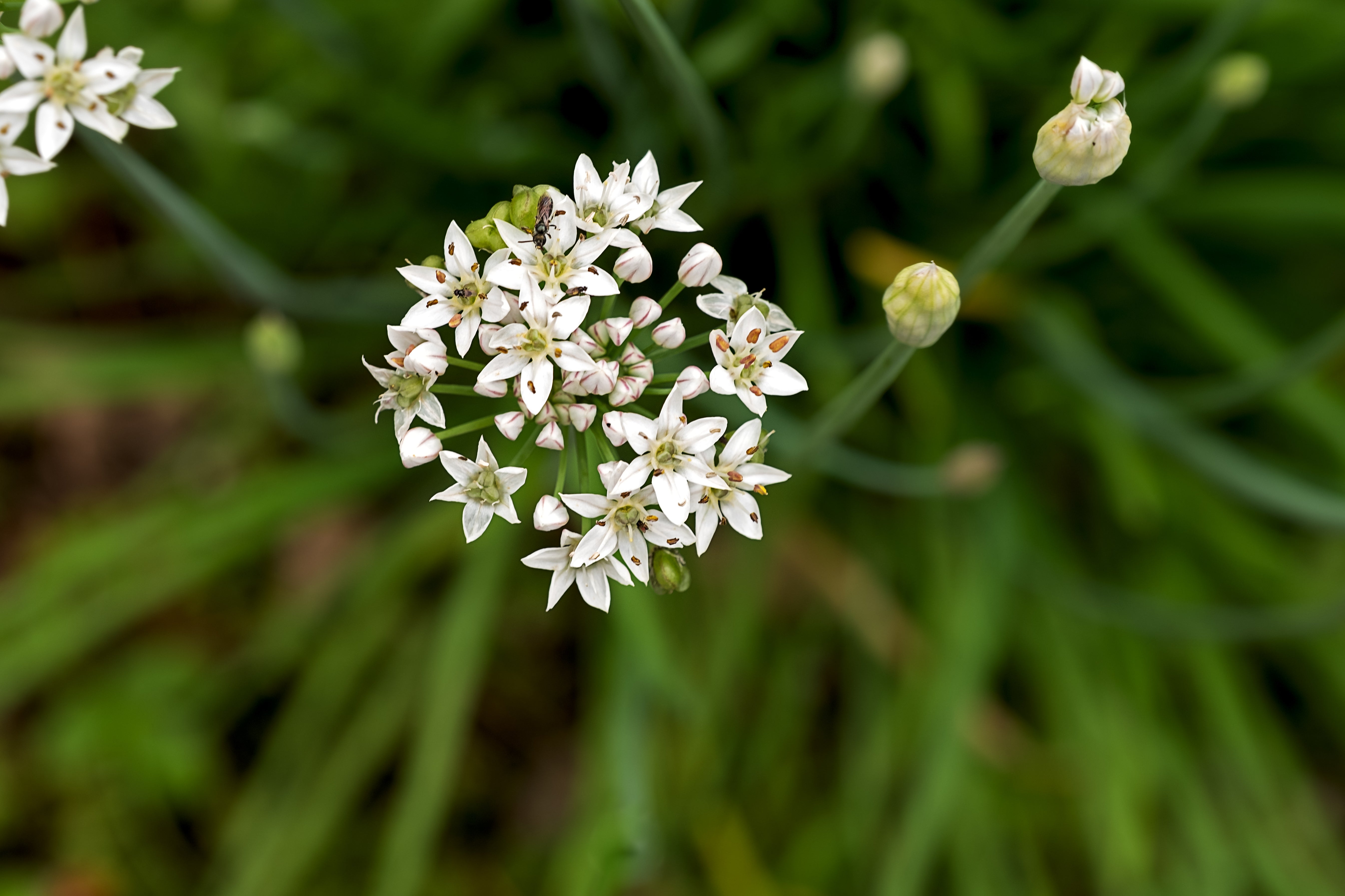 Allium tuberosum