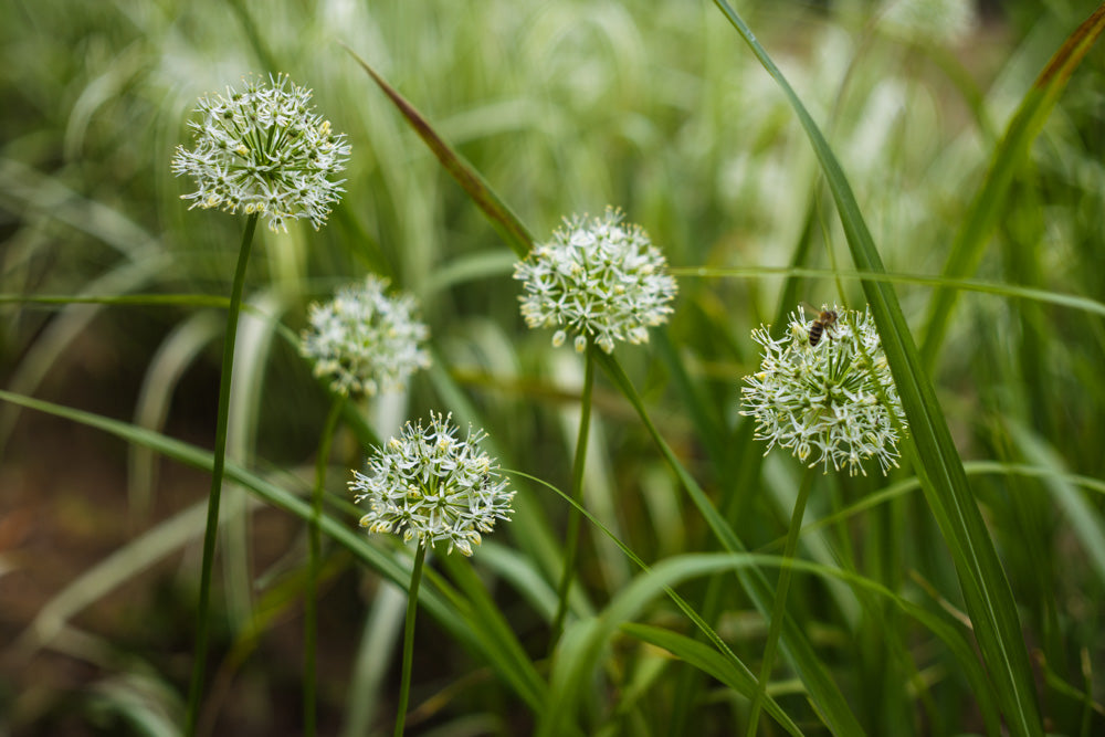 garlic chives