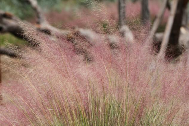 Muhlenbergia capillaris