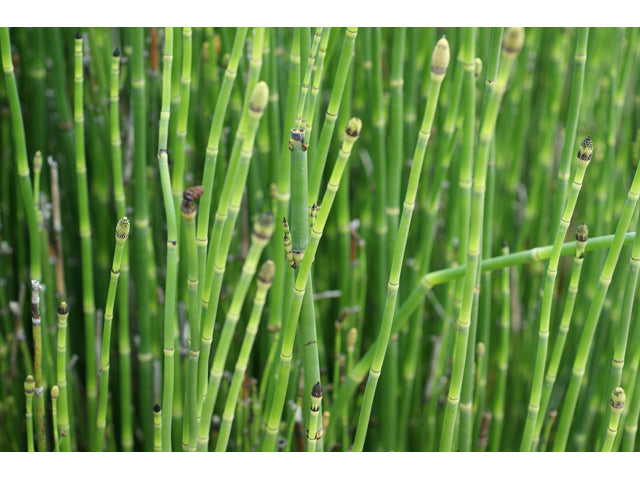 Horsetail Rush