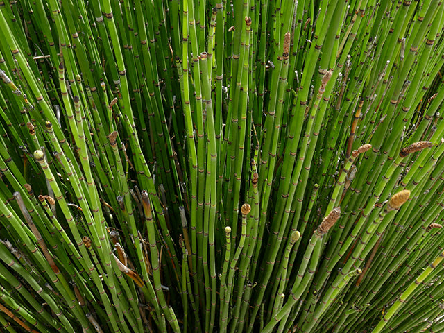Horsetail Rush