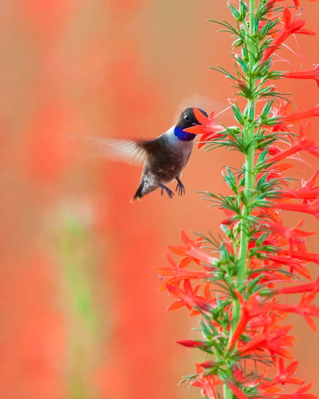 Hummers & Singers Mix