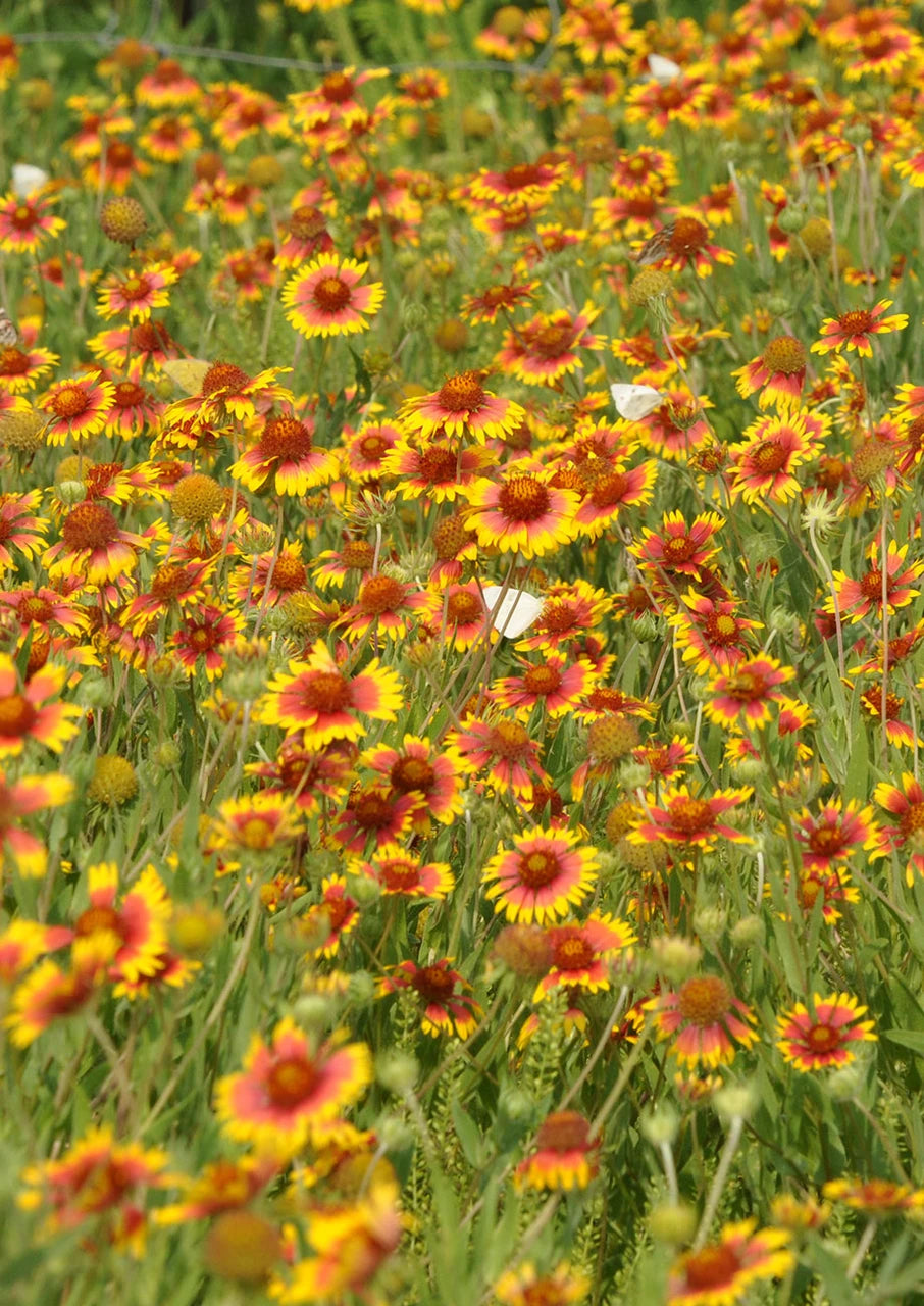 Indian Blanket Seeds