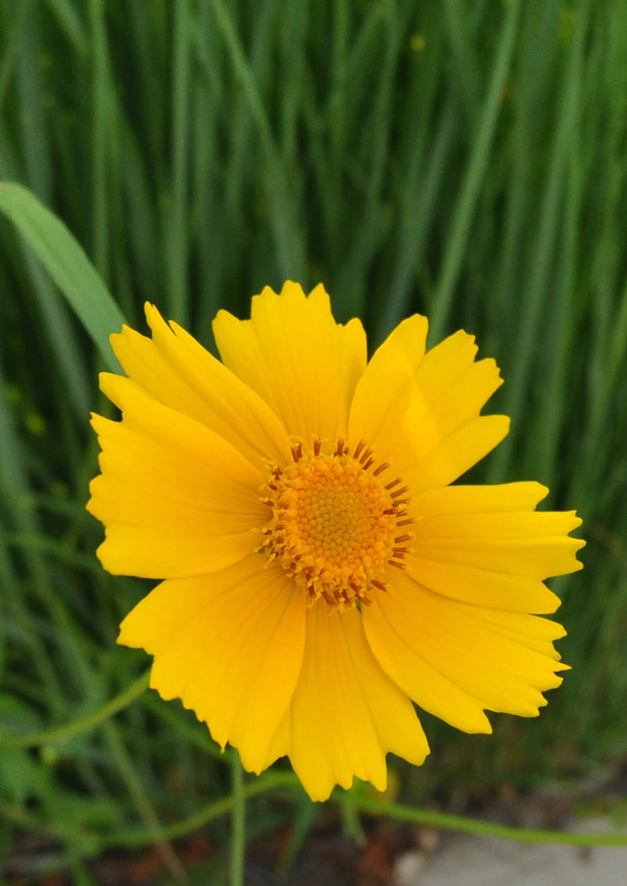 Lanceleaf Coreopsis Seeds
