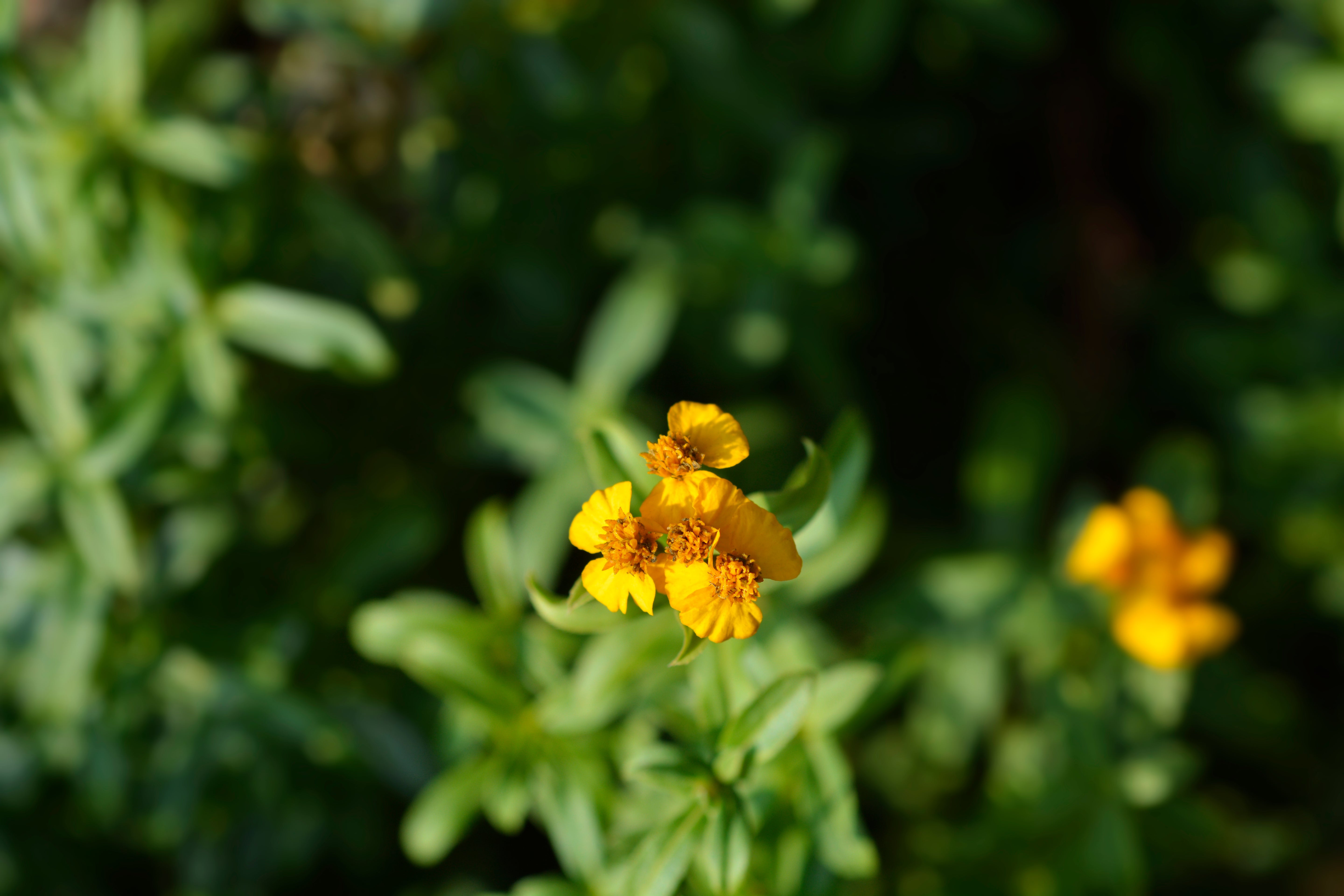 mexican mint marigold