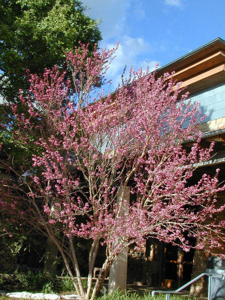 buckeye bonsai tree Mexican Buckeye