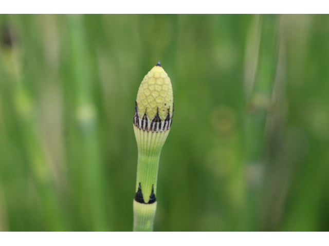 Horsetail Rush