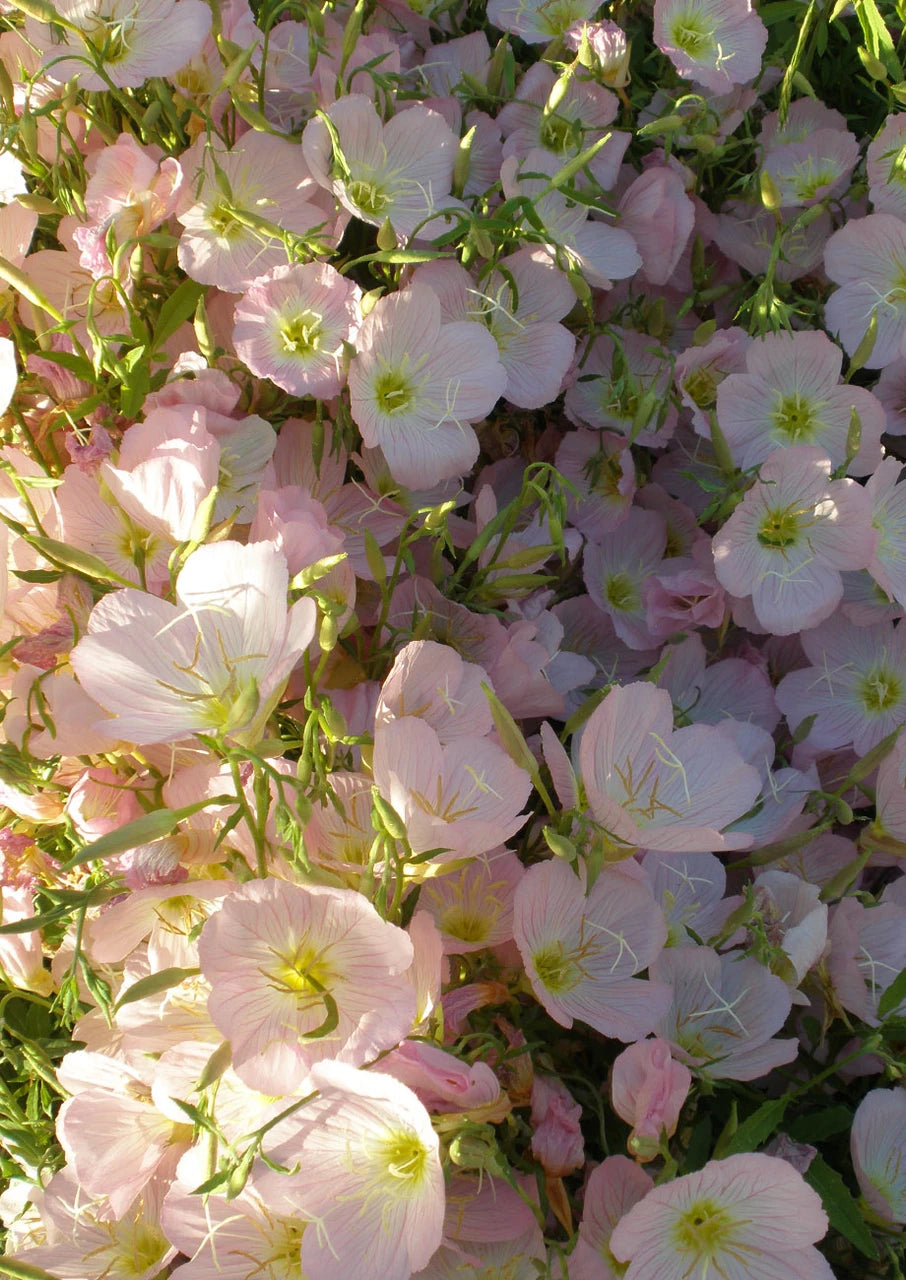 Pink Evening Primrose Seeds