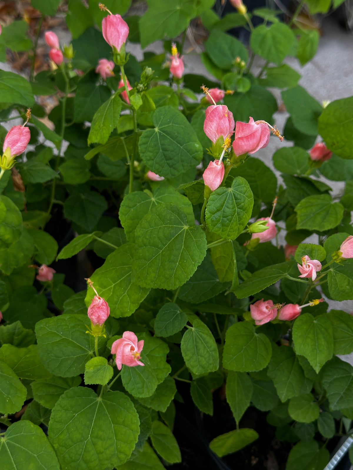 Turk's Cap Turk's Cap 'Pink' – Nativo Gardens