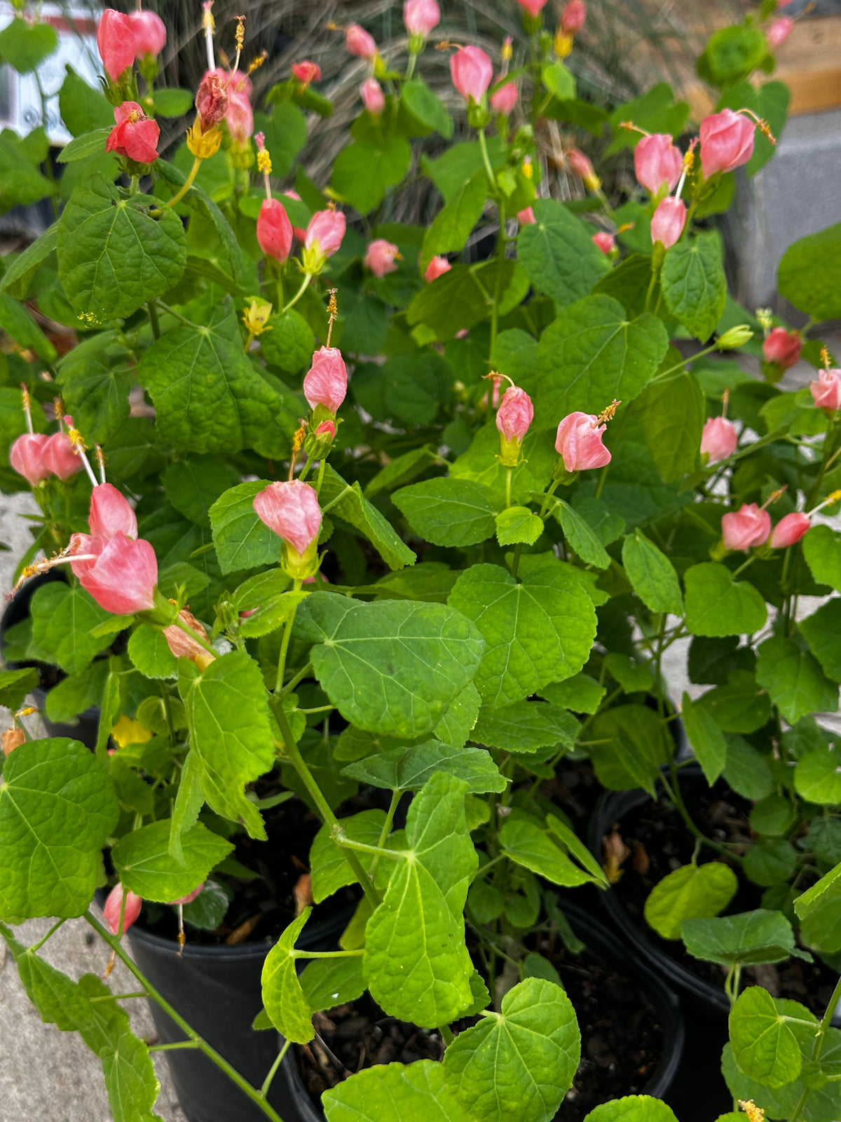 Turk's Cap Turk's Cap 'Pink' – Nativo Gardens