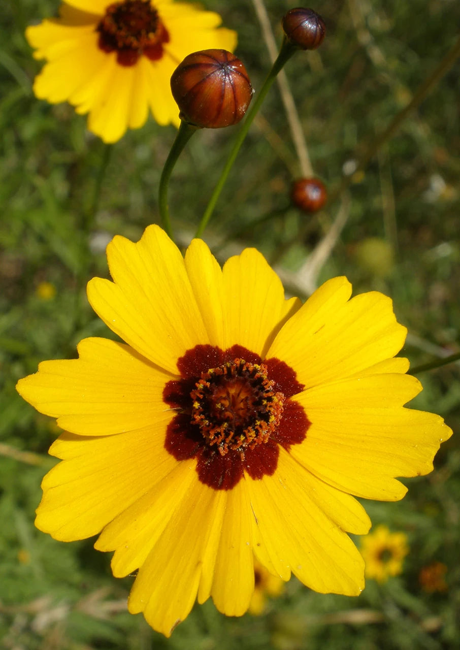 Plains Coreopsis Seeds