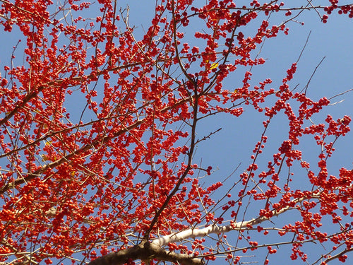 Possumhaw – Nativo Gardens