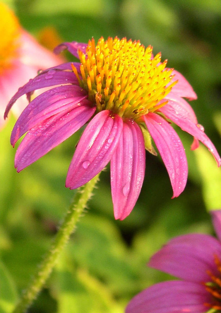 Purple Coneflower Seeds