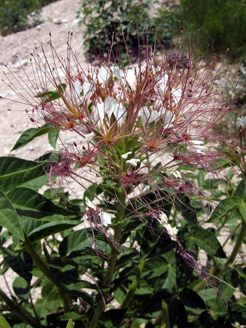Redwhisker Clammyweed