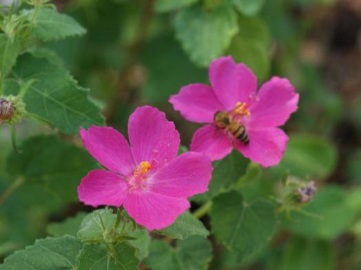 texas rock rose seeds Rock Rose 1 gallon