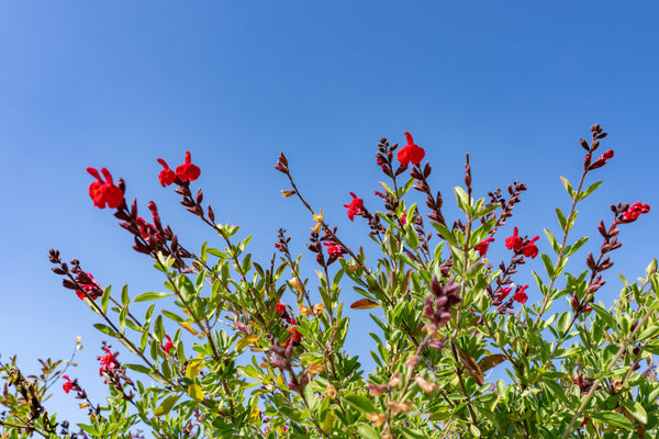 salvia_greggii_red_grande.jpg?