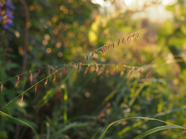 Bouteloua curtipendula