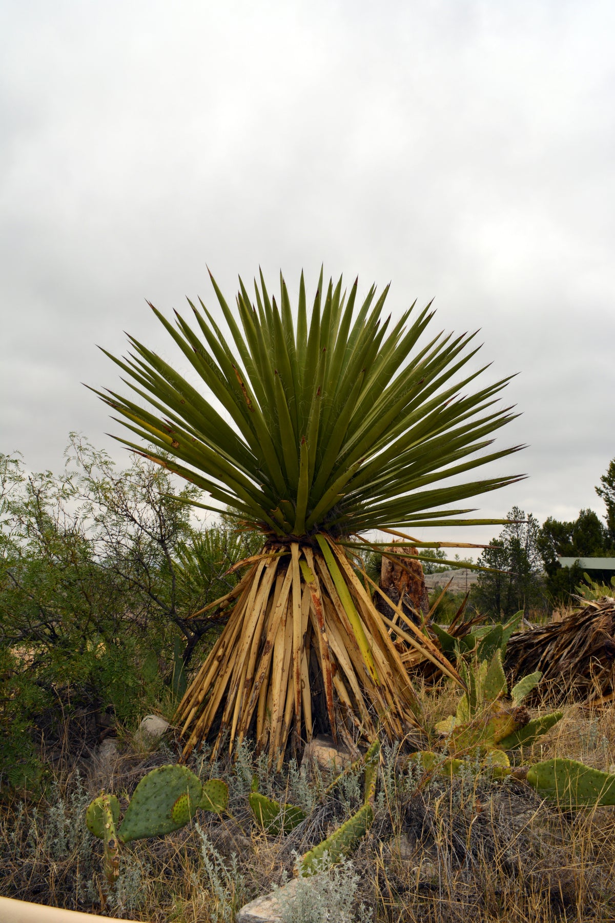 Spanish Dagger – Nativo Gardens