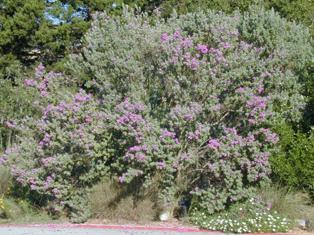 Texas Sage 'Compact' – Nativo Gardens
