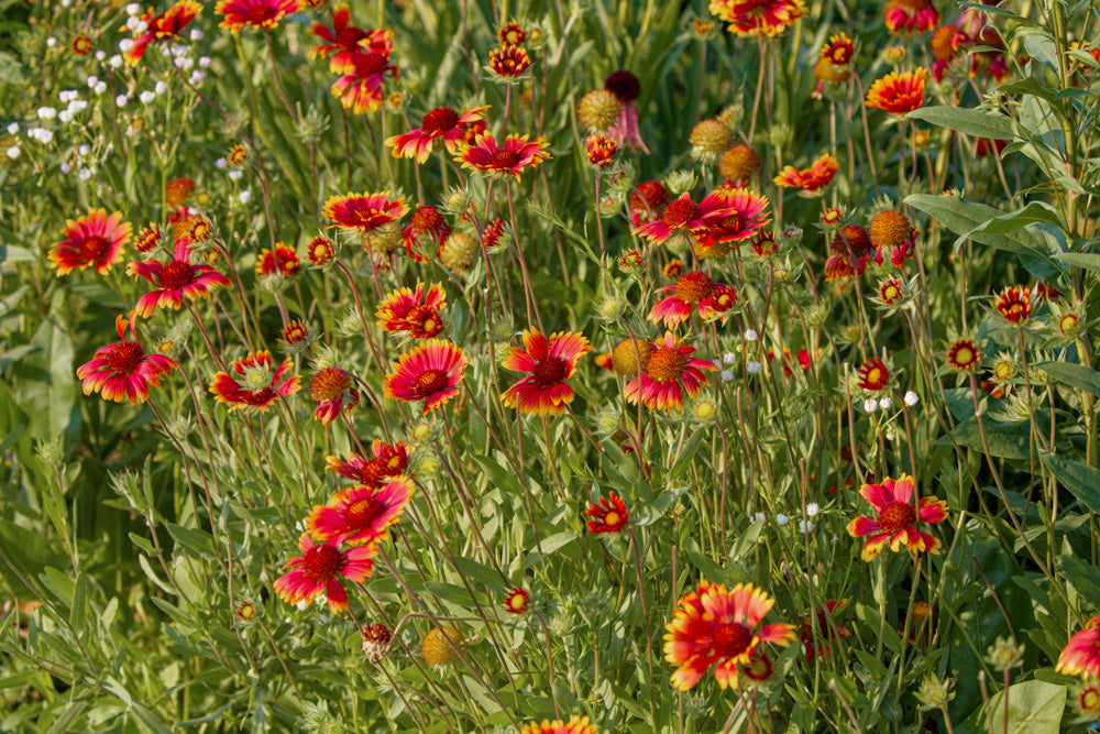 Gaillardia pulchella