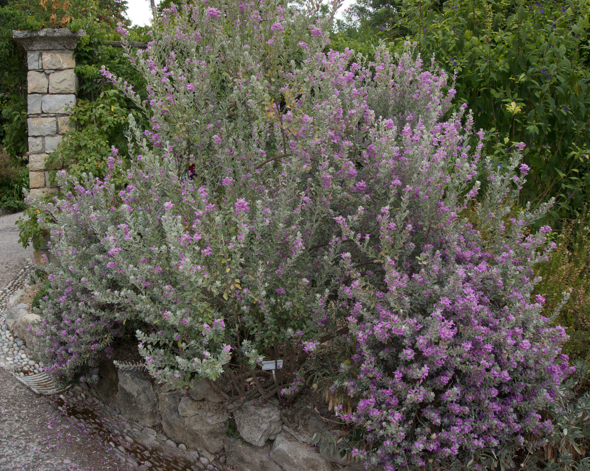 Texas Sage 'Compact' – Nativo Gardens