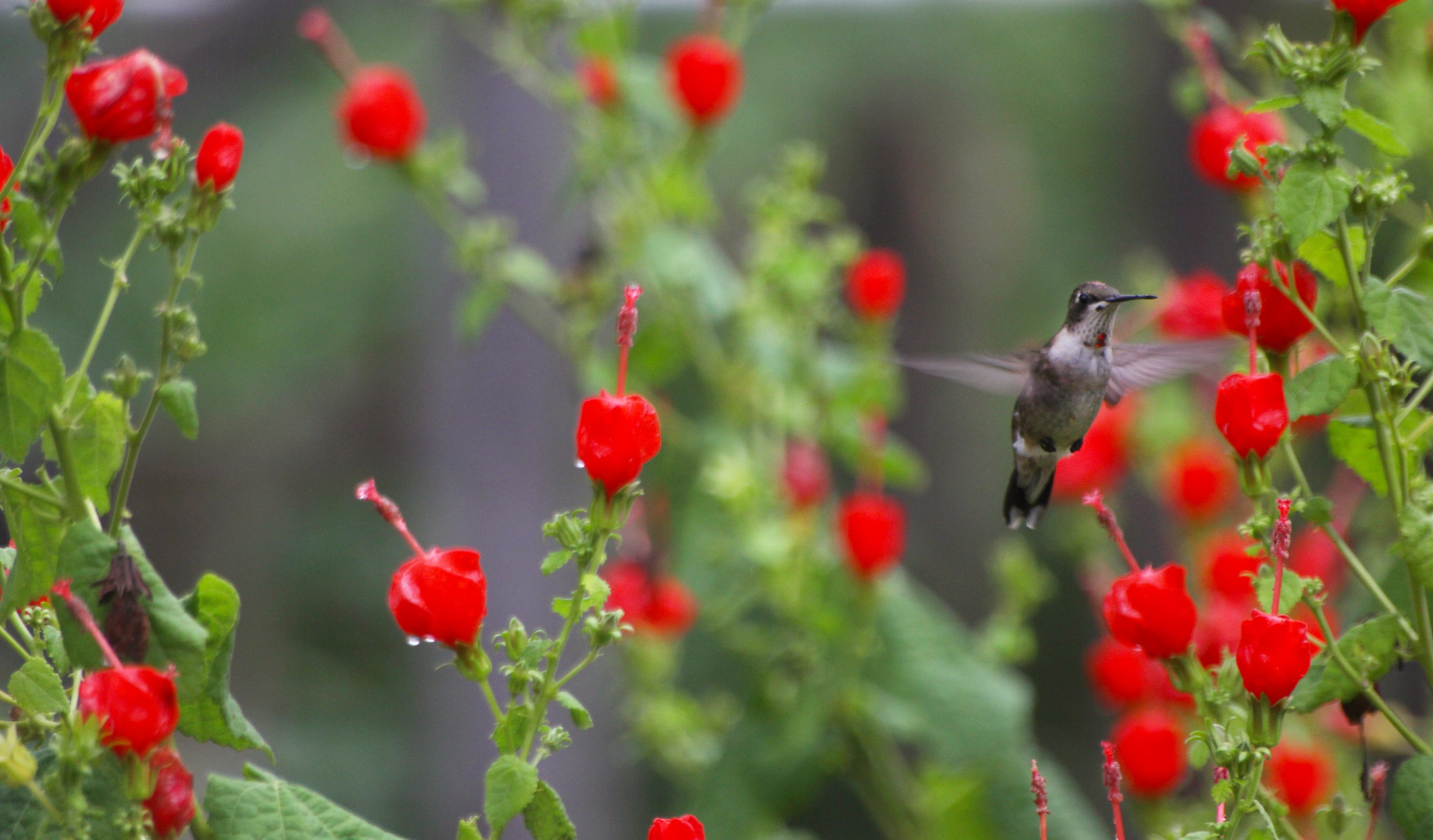 Turk's Cap