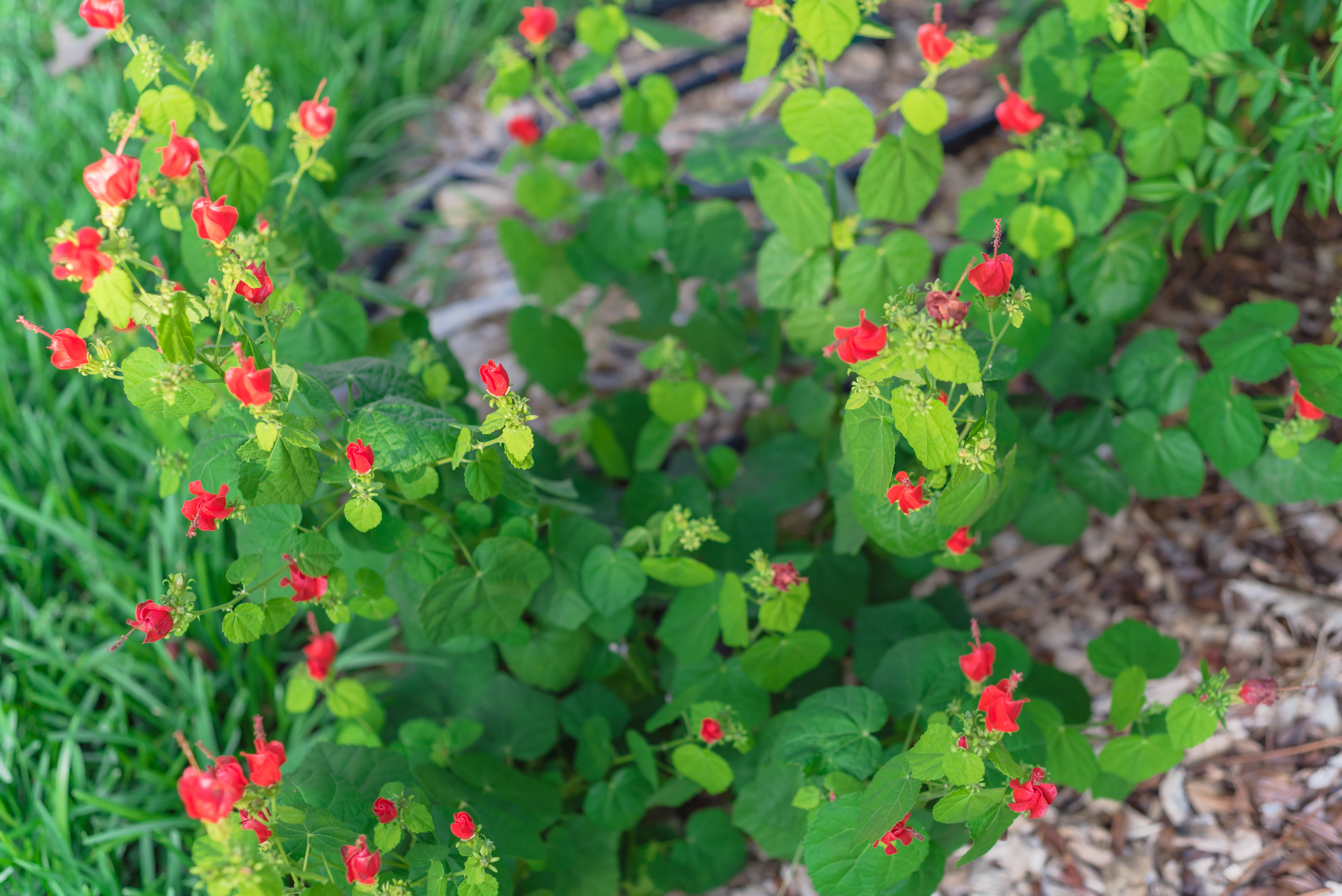 Native Turk Cap Turk's Cap - Nativo Gardens
