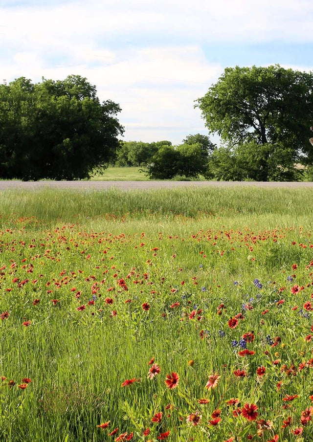 Texas-Oklahoma Native Roadside Mix
