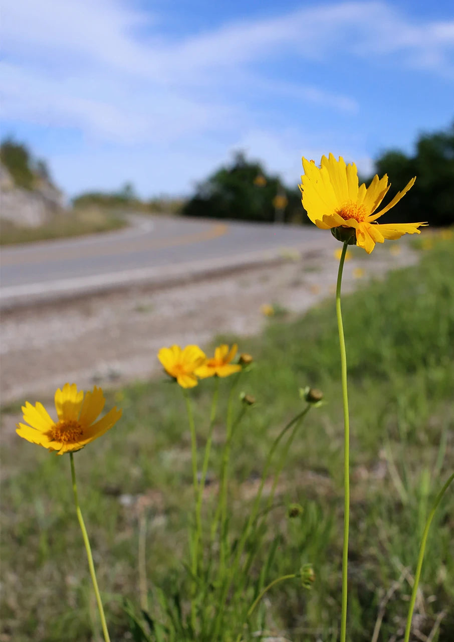 Texas-Oklahoma Native Roadside Mix