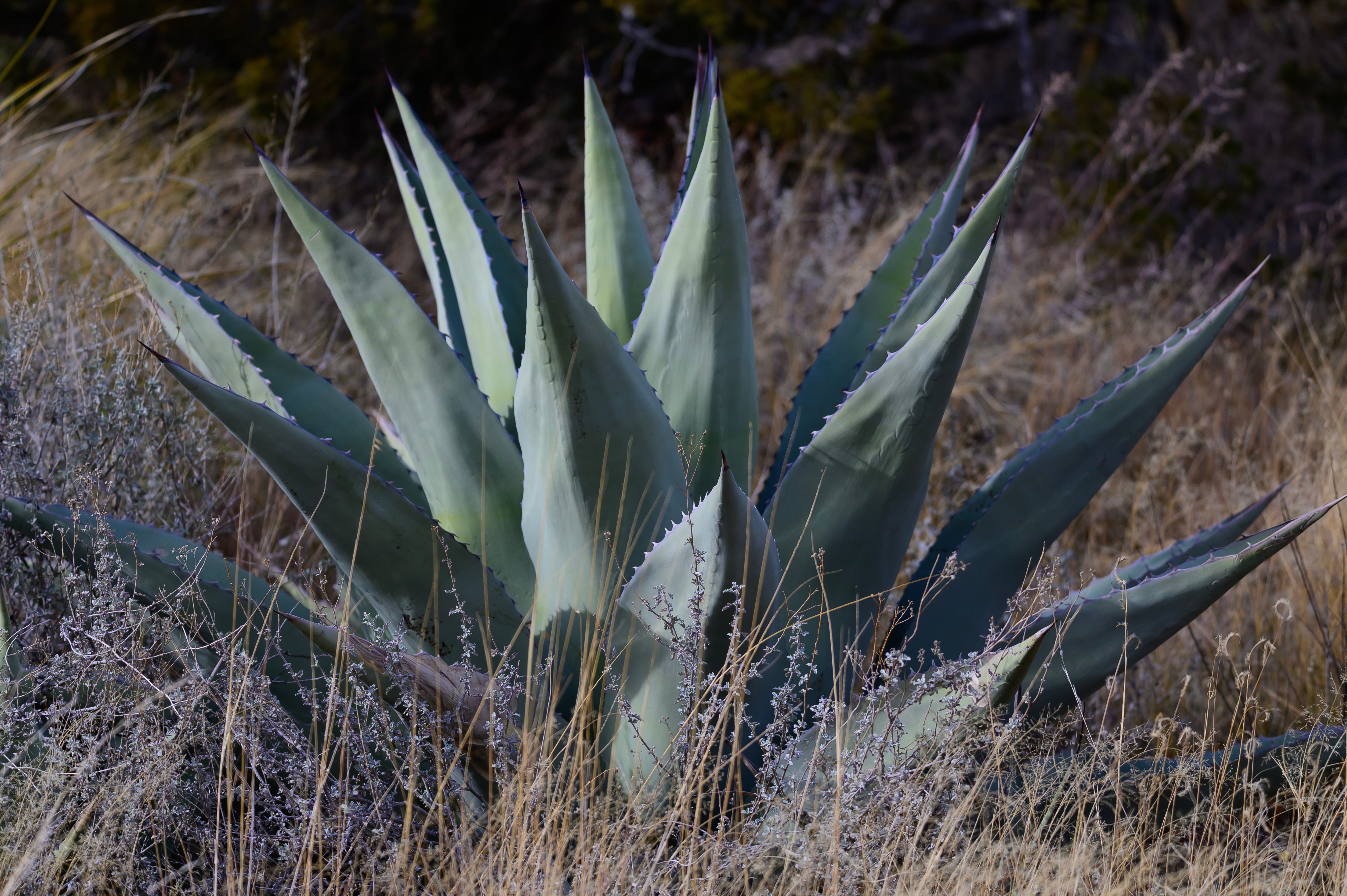Agave ovatifolia