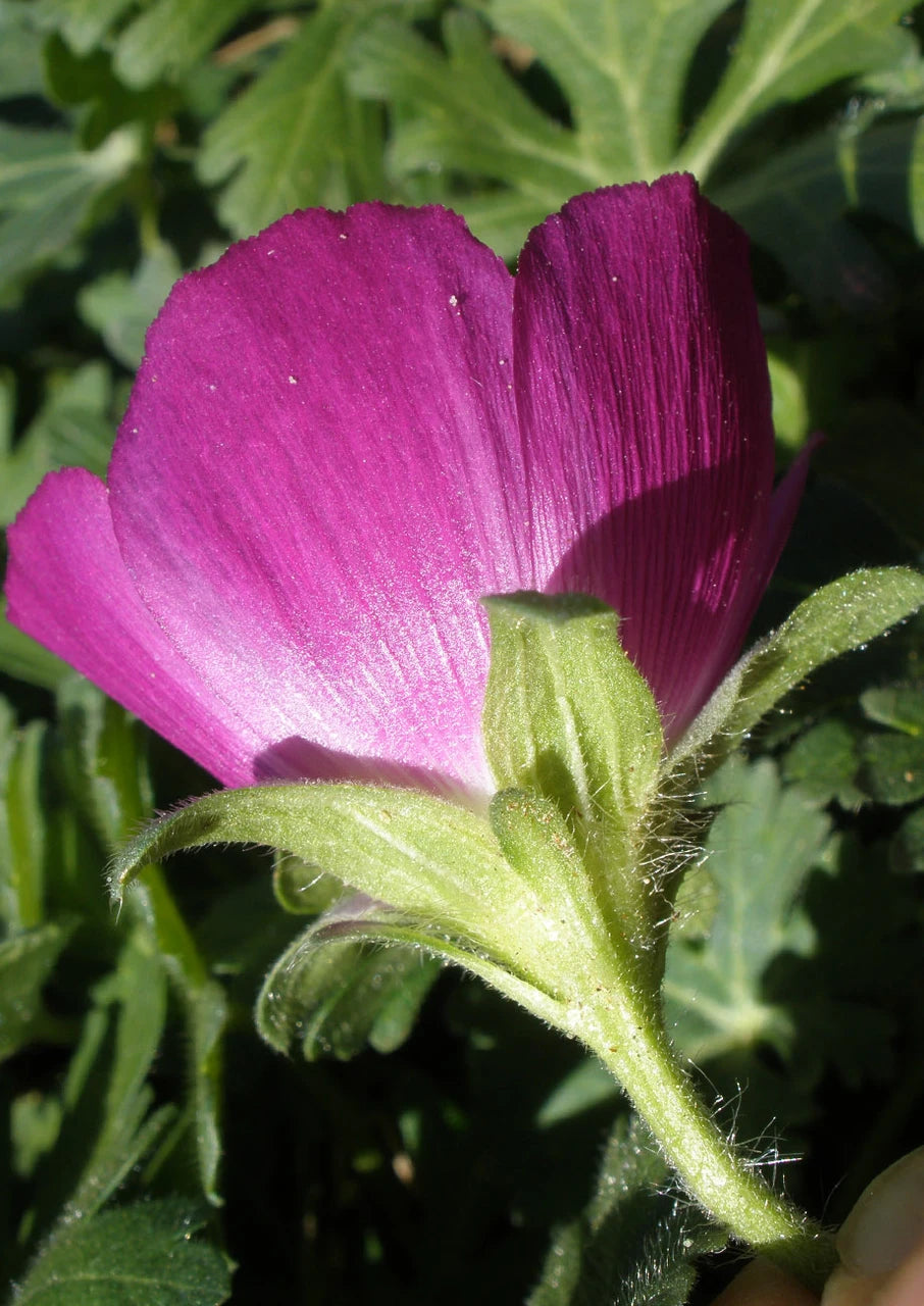 Winecup Seeds