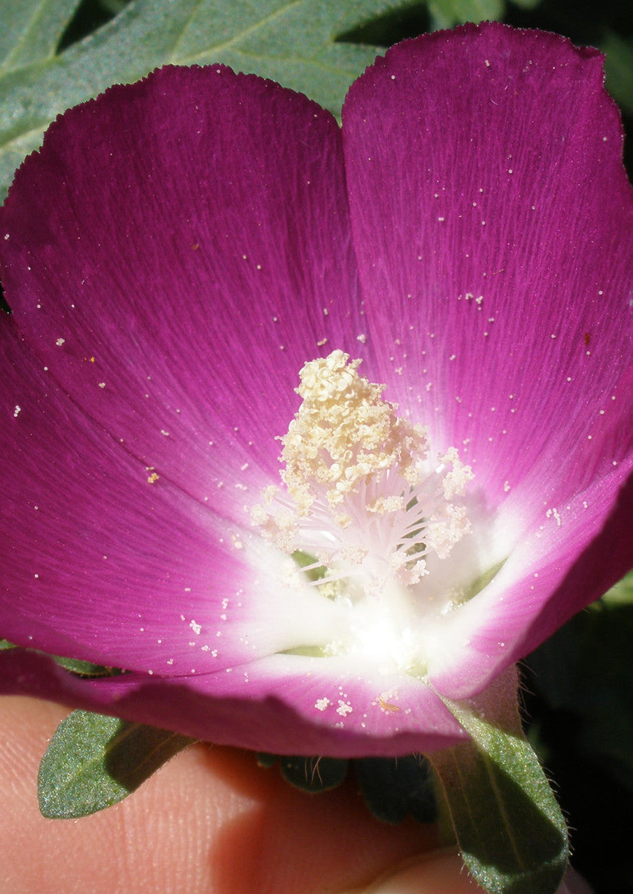 Winecup Seeds