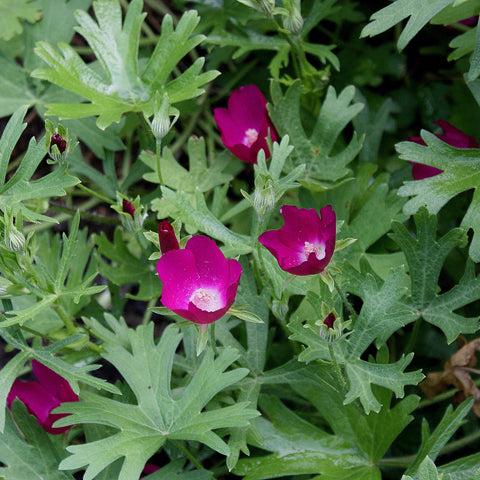 winecup flower seeds Winecup