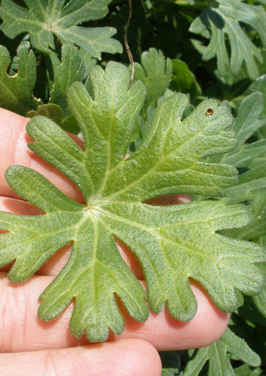 Winecup Seeds