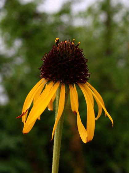 Echinacea paradoxa
